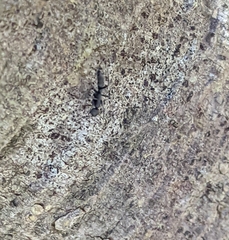 Leptogenys falcigera