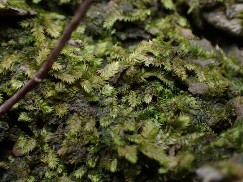 Taxiphyllum moss