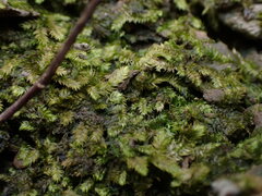 Taxiphyllum moss