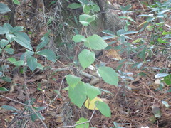 Hamamelis virginiana