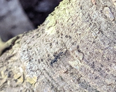 Leptogenys falcigera