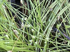 Isolepis