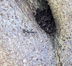 Leptogenys falcigera