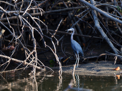 Egretta caerulea