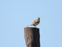 Calandrella acutirostris