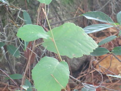 Hamamelis virginiana