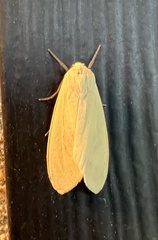 Pareuchaetes insulata