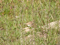 Calandrella acutirostris