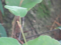 Hamamelis virginiana