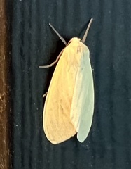 Pareuchaetes insulata