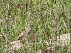 Calandrella acutirostris
