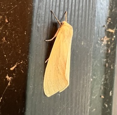 Pareuchaetes insulata