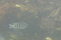 Abudefduf bengalensis