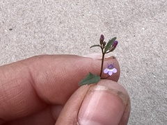 Plantaginaceae
