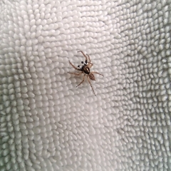 Menemerus semilimbatus