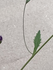 Plantaginaceae