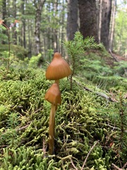 Entoloma luteum