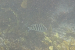 Abudefduf bengalensis