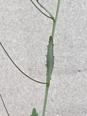 Plantaginaceae