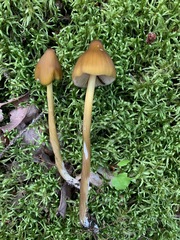 Entoloma luteum