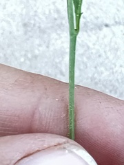 Plantaginaceae