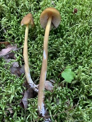 Entoloma luteum