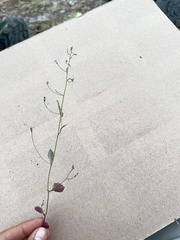 Plantaginaceae