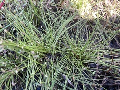Isolepis