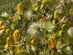 Clematis tangutica