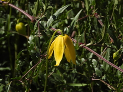Clematis tangutica