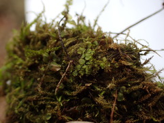 Plagiomnium cuspidatum