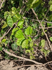 Ehretia anacua