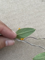 Aspicarpa hirtella
