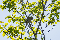 Anthornis melanura melanura