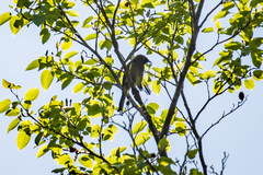 Anthornis melanura melanura