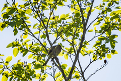 Anthornis melanura melanura