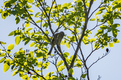 Anthornis melanura melanura