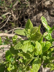 Ehretia anacua