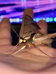 Smerinthinae