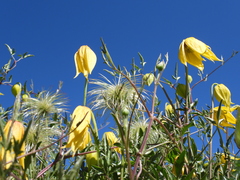 Clematis tangutica