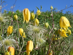 Clematis tangutica