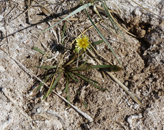 Taraxacum glaucanthum