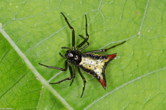Micrathena plana