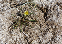 Taraxacum glaucanthum