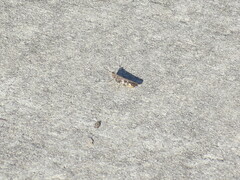 Chortophaga australior