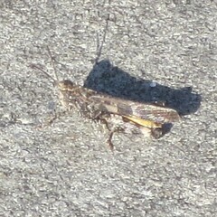 Chortophaga australior