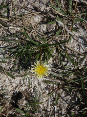 Taraxacum glaucanthum