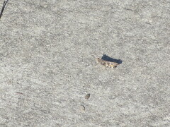 Chortophaga australior