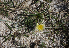 Taraxacum glaucanthum