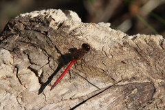 Sympetrum vicinum